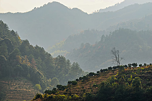 soi cau tuan
